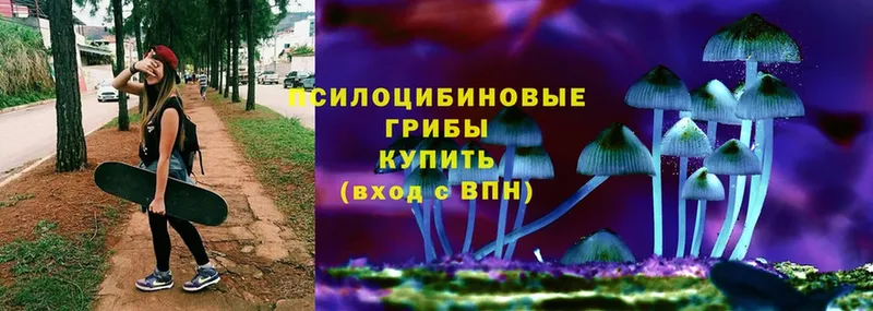 купить   Мичуринск  Галлюциногенные грибы Psilocybine cubensis 